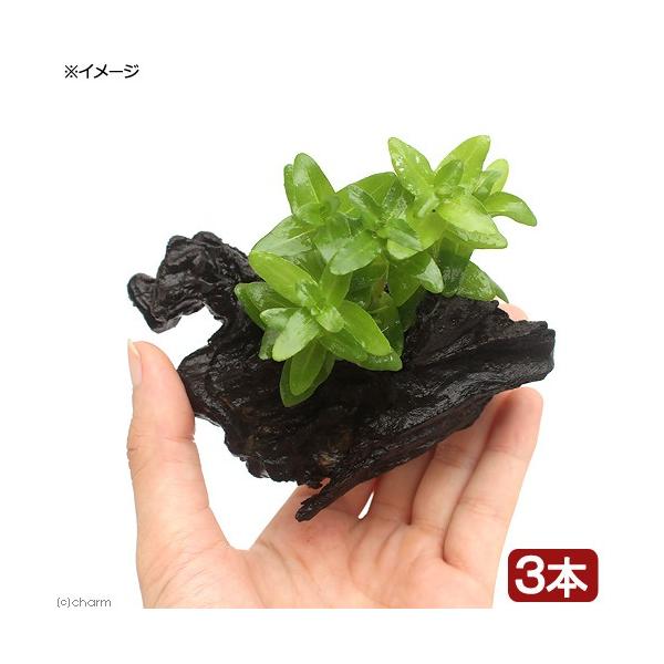 ijEH[^[oRp@ؕt@rrTCYitji_jiR{jiPOj