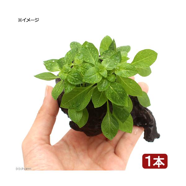 熱帯魚　アクア　アクアリウム　置くだけ　簡単　woodplants　Ludwigia　水草　ミニ　流木付き水草　all_plants　ルドウィジア　レペンス　グリーン　レイアウト　20171012　RM　point5wplants　pick...