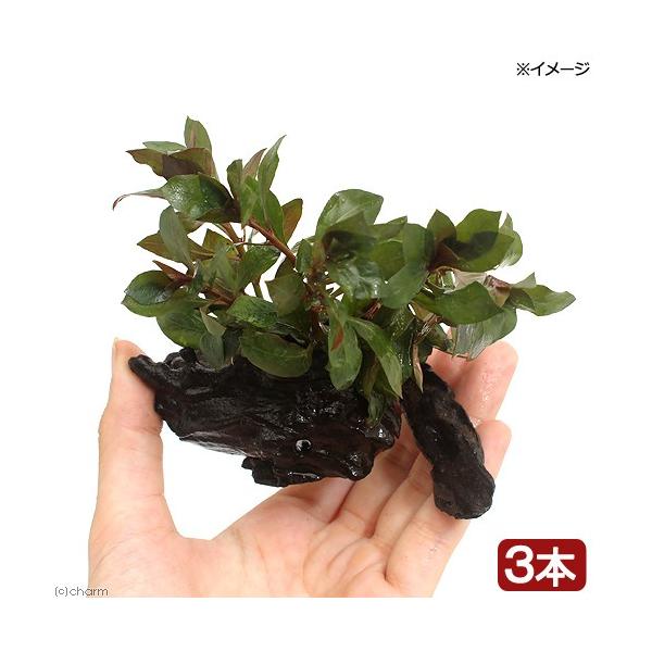 ijhEBWA@yX@r@ؕt@rrTCYitji_jiR{jiPOj