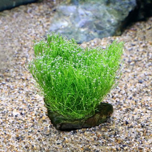 ij琬ρ@VA@R΁@rrTCYiWȉjitji_jiPj@kCEBq֗vۉ