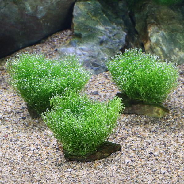 ij琬ρ@VA@R΁@rrTCYiWȉjitji_jiRj@kCEBq֗vۉ