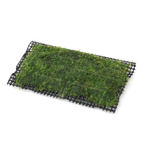 熱帯魚　水草　all_plants　ウィローモス　エビ　南米　2022zenki　FY　47house　ハイゴケ科　Hypnaceae　ヴェシクラリア属　Vesicularia　シュリンプ　レイアウト　活着　陰性　陰性レイアウト　三角　三角...