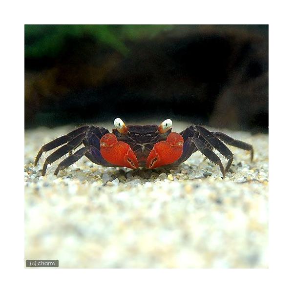 PF_SPQ　_insect　熱帯魚・エビ他　レッドデビル・クラブ　１匹　fish_databaseep_etc　ドワーフクラブ　スラウェシシュリンプ　ヴァンパイアクラブ　バンパイアクラブレッド　Ｇｅｏｓｅｓａｒｍａ　Ｌｅｐｉｄｏｔｈｅｌｐ...