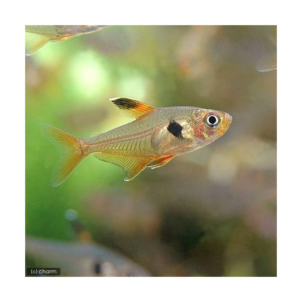 PF_SPQ　_aqua　熱帯魚・エビ他　カラシン　テトラ等　南米産　小型種　ハイフェソブリコン　ファントム系　レッドファントム・テトラ　ブリード　１０匹　fish_database　ビギナーにオススメ　Ｈｙｐｈｅｓｓｏｂｒｙｃｏｎ　ｓｗｅ...