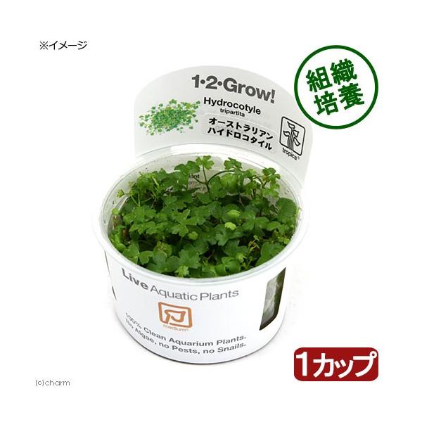 PF_SPQ　Hydrocotyle　Tripartita　_aqua　Ｔｒｉｐａｒｔｉｔａオーストラリアン　クローバー　オーストラリアン　ヒドロコティレ　ハイドロコタイル　オークロ　熱帯魚　水草　前景草　草原のような　all_plants...
