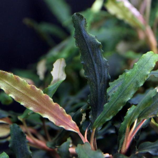 水草）ブセファランドラsp．Blue Bell（無農薬）（水中葉