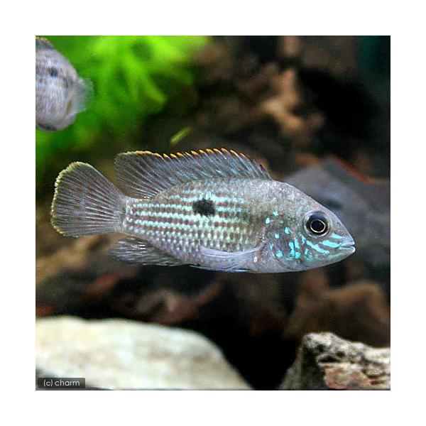 PF_SPQ　熱帯魚・エビ他　シクリッドアメリカンシクリッド　グリーン・テラー　１匹　fish_database　中南米産　cichlid_beta　_fish　_aqua　fjsnvk　eq348qgta　treavbga　kaijyo　...