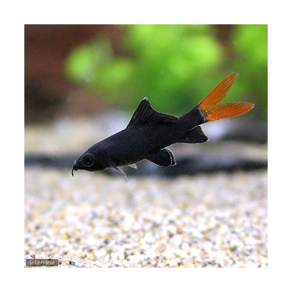 熱帯魚 レッドテール ブラックシャーク １匹 北海道 九州航空便要保温 チャーム Charm Paypayモール店 通販 Paypayモール