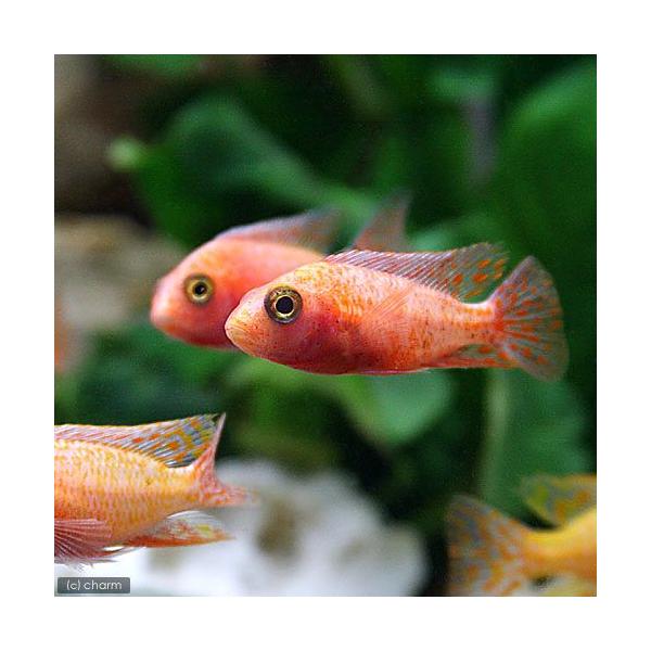 PF_SPQ　_aqua　熱帯魚・エビ他　シクリッド　種類で選ぶ　アフリカンシクリッド　ストロベリー・ピーコックシクリッド　１匹　fish_database　アフリカ産　ビギナーにオススメ　Ａｕｌｏｎｏｃａｒａ　ｈａｎｓｂａｅｎｓｃｈｉ　ｖ...