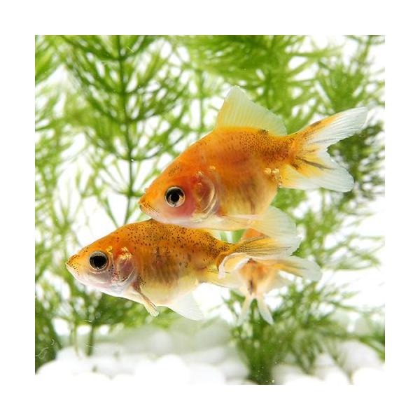 チャーム(ペット) (国産金魚)キャリコ土佐錦(1匹 チャーム(ペット) (国産金魚)キャリコ土佐錦(1匹
