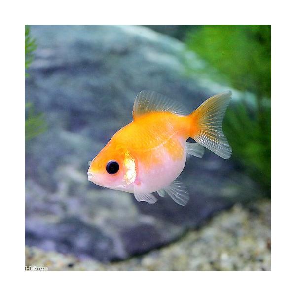 _aqua　熱帯魚・エビ他　可愛い金魚　金魚　金魚その他　金魚ピンポンパール　pnpnpr_162　htxmdkst　kingyo_pinpon　fish_database　nittan_kingyo_ryukin　nittan_pinpo...