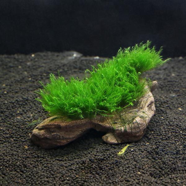 ij琬ρ@EH[^[tFU[@؁@rTCYiPTjitji_jiR{j