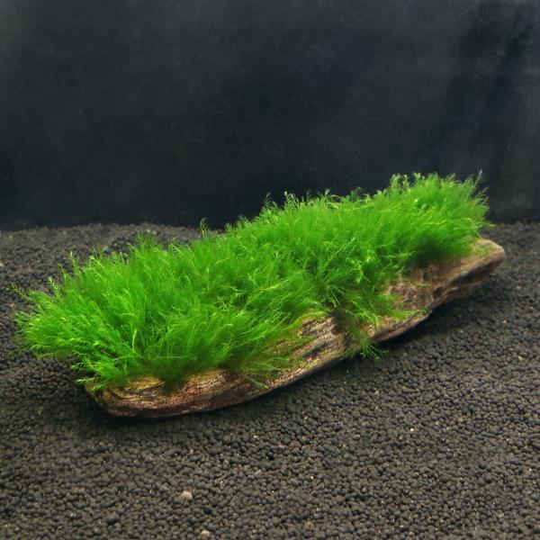 ij琬ρ@EH[^[tFU[@؁@kTCYiQTjitji_jiP{j