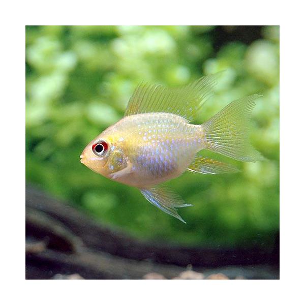 チャーム（charm） （熱帯魚）ゴールデンバルーン・ラミレジィ（1匹