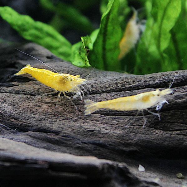 sfset　_aqua　熱帯魚・エビ他　ヌマエビ系　イエローチェリーシュリンプ　３０匹　yellow_cherry　イエローファイアーシュリンプ　ビーシュリンプ・エビ　kmwr_fish_cherrysh　xoaITxmk_srmp　GFd...