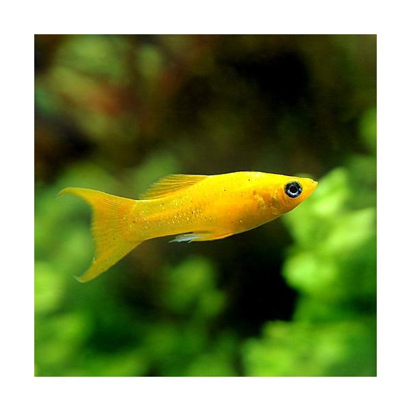 PF_SPQ　熱帯魚・エビ他　プラティ・卵胎生メダカ　ソードテール・モーリー　ブラッドオレンジライヤーテール・モーリー　４匹　fish_database　メダカの仲間　ビギナーにオススメ　Ｐｏｅｃｉｌｉａ　ｓｐｈｅｎｏｐｓ　ｖａｒ．　wsf...