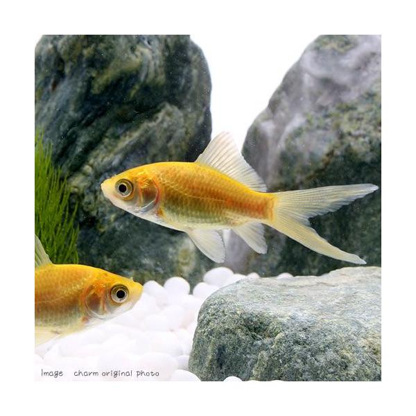 fish_database　_aqua　熱帯魚・エビ他　金魚　イエローコメット　nittan_kingyo_wakin　nittan_comet　catalog_コメット　kingyostaffosusume　レモンコメット　kaijyo