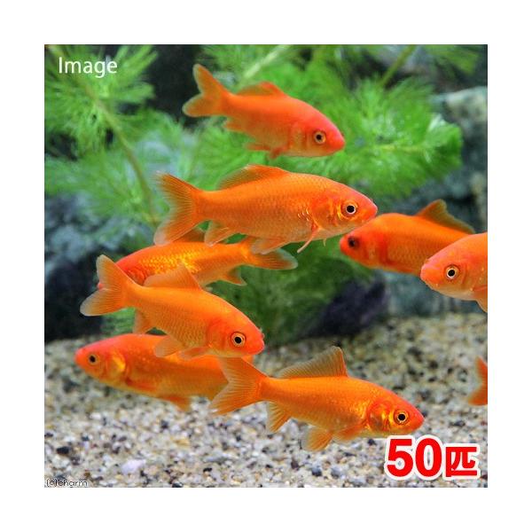 金魚 生餌 別下 エサ用金魚 ５０匹 エサ金 餌金 Buyee Buyee Japanese Proxy Service Buy From Japan Bot Online