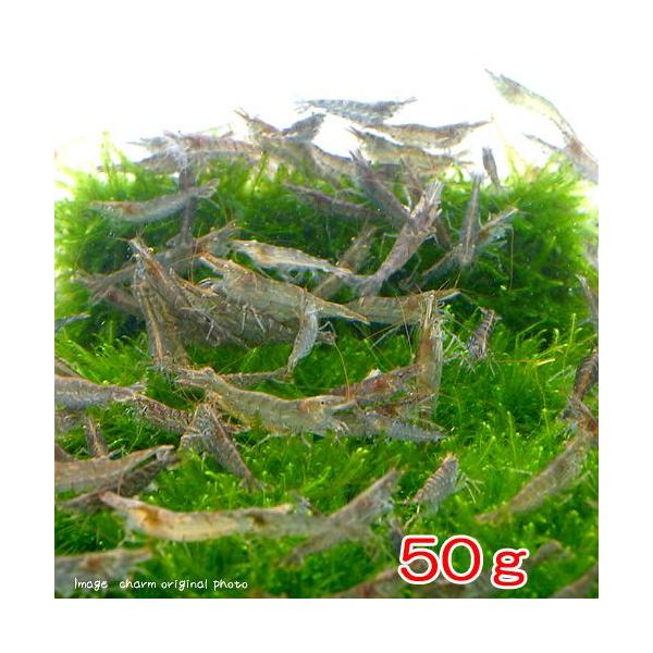 数量：50g　_hachu　_kame　_aqua　熱帯魚・エビ他　ミナミ　ミナミヌマエビ　５０ｇ　厳選水草用お勧め商品　食べさせる　量り売り　ミナミヌマエビ単品　ミナミヌマエビｇ売り　soujiweek2013　JXNR2of2_srmp...