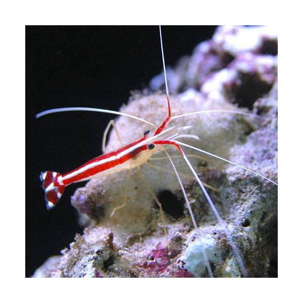 ◎　kaisui73　マリンシュリンプ　p_disease　海水　海水生体　エビ・カニ他　m_shrimp　ドクターシュリンプ　スカンクシュリンプ　アカスジモエビ　kaijyo　m_cleanfish　Ｌｙｓｍａｔａ　ａｍｂｏｉｎｅｎｓｉｓ...