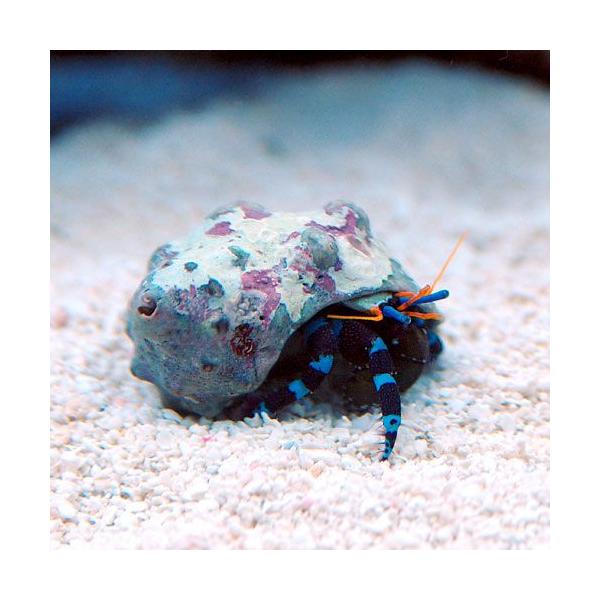 ◎　kaisui73　m_hermit　ゆびわ　指輪　ユビワヤドカリ　_aqua　無脊椎ＩＤ　harmit_pd0305　yadokari2015sall　海水生体　291967Invertebratezukanヤドカリ　2305ehstc...