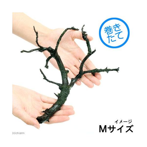 ijā@EH[^[tFU[@}󗬖؁@lTCYiQO`jitji_jiPj