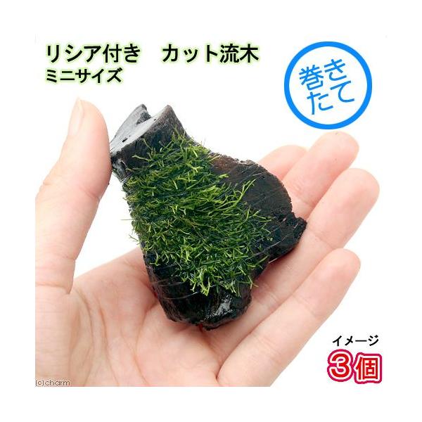 ijā@VA@؁@~jTCYiWȉjitji_jiR{j@kCEBq֗vۉ