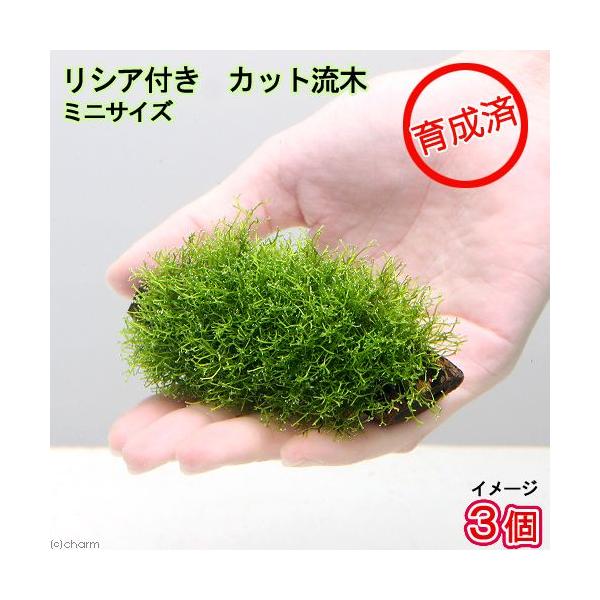 ij琬ρ@VA@؁@~jTCYiWȉjitji_jiR{j@kCEBq֗vۉ