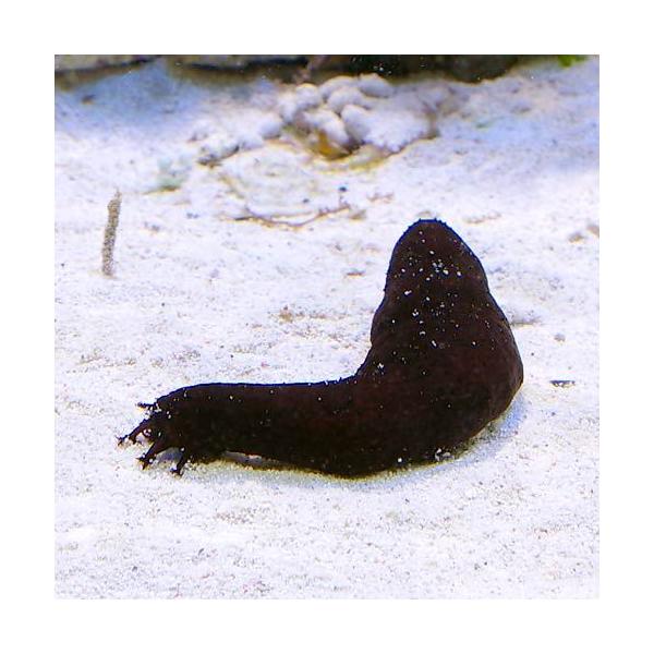 cP_nyuka　◎　kaisui75　_aqua　海水　海水生体　ヒトデ・ナマコ　クロナマコ　kaisui0711　bnr_cp180531　kaijyo　kaisui73　Invertebratezukanヒトデ・ウニ・ナマコ