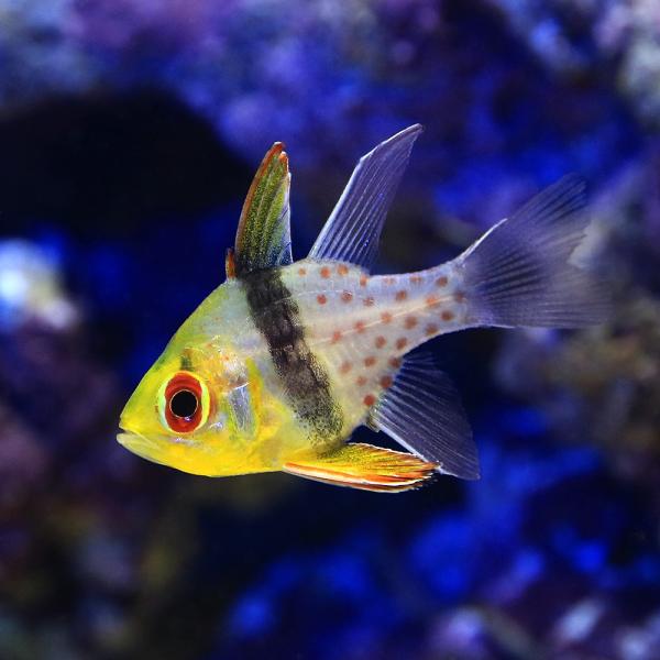 （海水魚）マンジュウイシモチ（１匹）　北海道航空便要保温