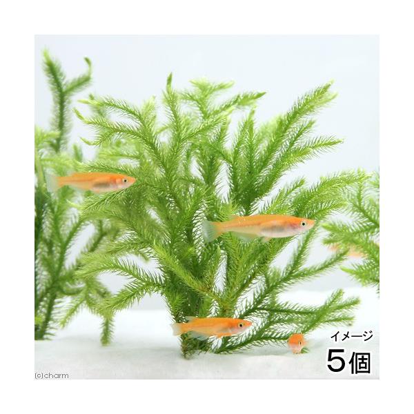 ij_J̎Yp@qJQmJYiAjtiTj