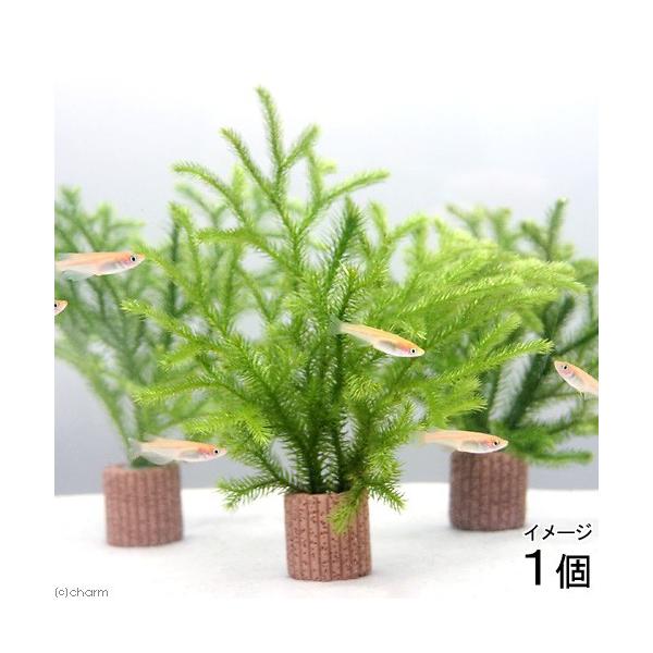 ij_J̎Yp@Ct}`ijqJQmJYiAjiPj