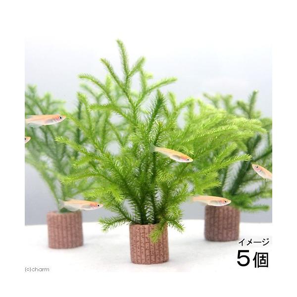 ij_J̎Yp@Ct}`ijqJQmJYiAjiTj