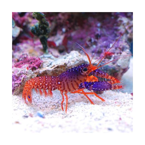 ◎　海水　海水生体　エビ・カニ他　無脊椎ＩＤ　甲殻類　ロブスター　シュリンプ　Ｅｎｏｐｌｏｍｅｔｏｐｕｓ　ｄａｕｍｉ　ghrubfa　wes0605_pd10_mrnshr　パープルロブスター　kaijyo　3kisitop191030　3...