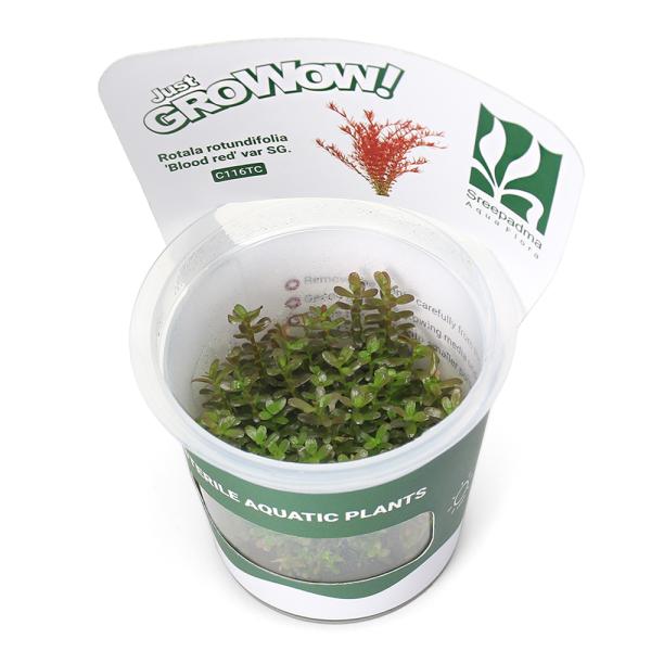 PF_SPQ　水草　中景草　赤系　グロウワウ　グロウワオ　組織培養　カップ　グロー　GROW　GROWOW　Ｂｌｏｏｄ　ｒｅｄ　ブラッド　レッド　Ｒｏｔａｌａ　ｒｏｔｕｎｄｉｆｏｌｉａ　ミソハギ科　Ｌｙｔｈｒａｃｅａｅ　キカシグサ属　YT　...