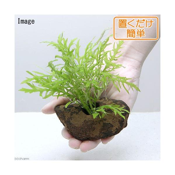 熱帯魚　ウォーターウィステリア　water_wisteria　_wp　_aqua　ビギナーにお勧め　水草　後景草　ギザギザ　ウォーターウィステリアはこちら　all_plants　wp_kywrd　20151014　ＭＫ　wp_okudake...