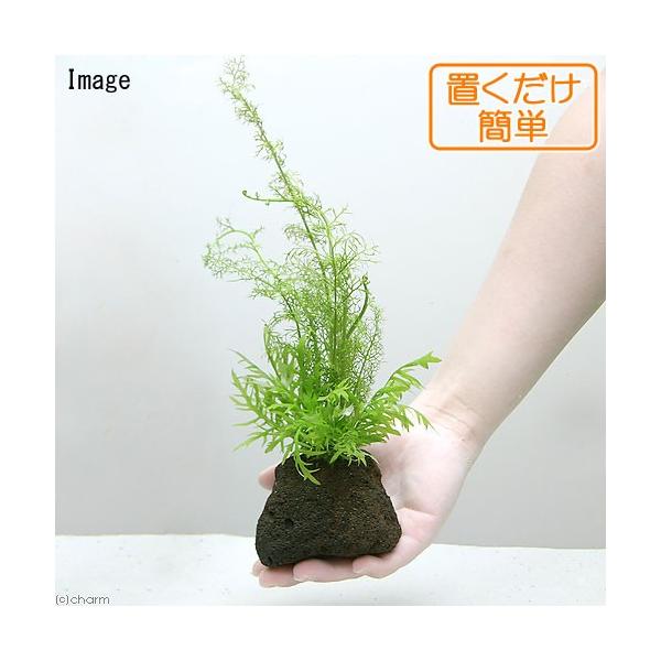 ijuȒP@EH[^[EBXeA@@܂XvCg@nΕti_jiPj