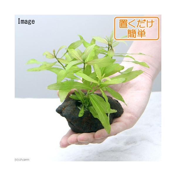 ijuȒP@nCOtB@|Xy}itjnΕti_jiPj