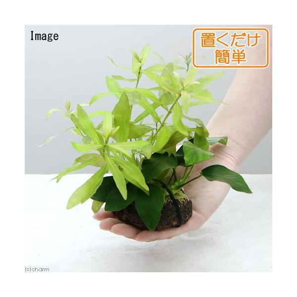 ijuȒP@nCOtB@|Xy}itjAkrAXii@nΕtiPj