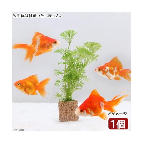 ij_JE@Ct}`ijAuAitji_jiPj