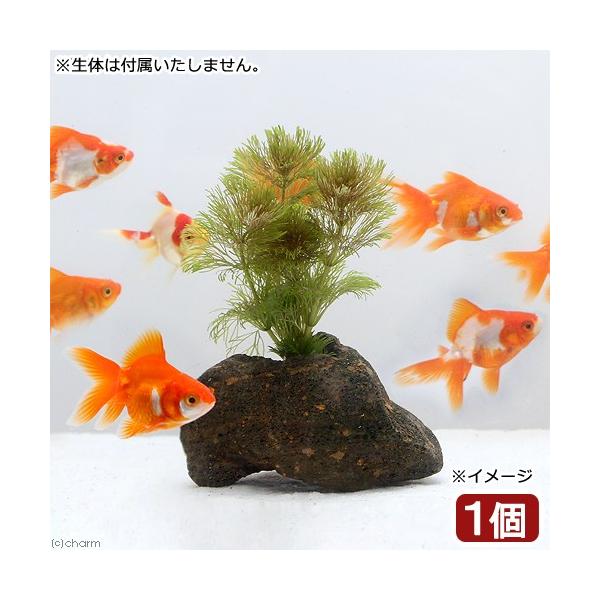 ij_JE@AuA@nΕtitji_jiPj