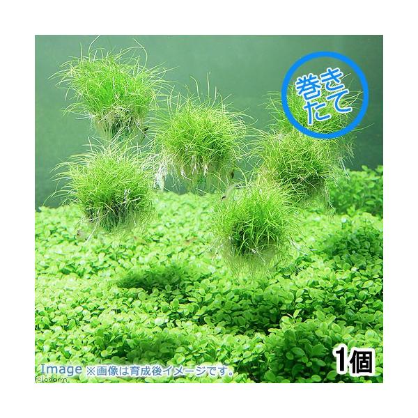 ijā@wA[OXV[go[i_jiPj