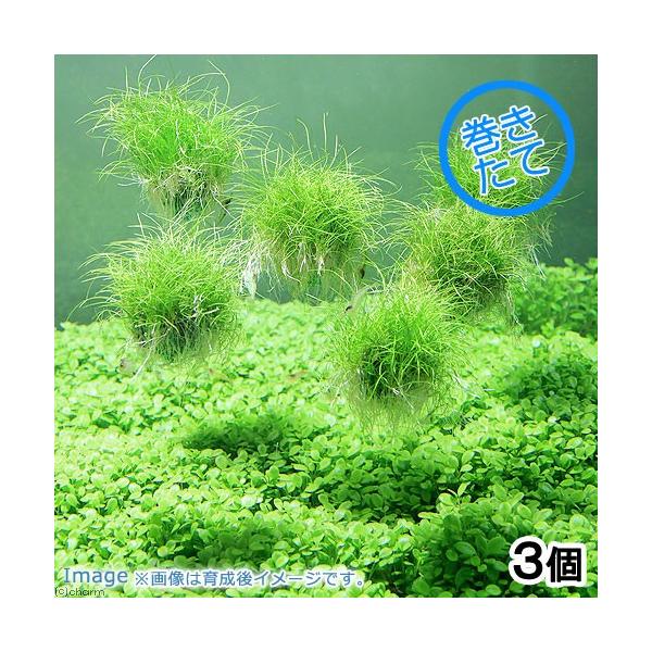 ijā@wA[OXV[go[i_jiRj