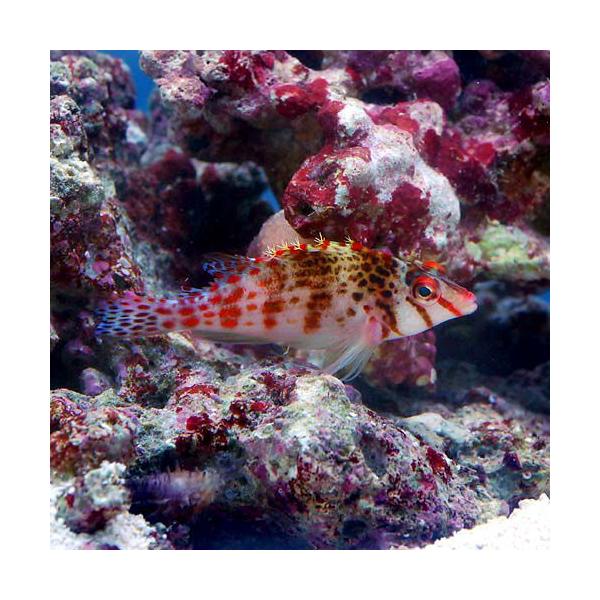 （海水魚）サラサゴンベ（１匹）　北海道・九州航空便要保温