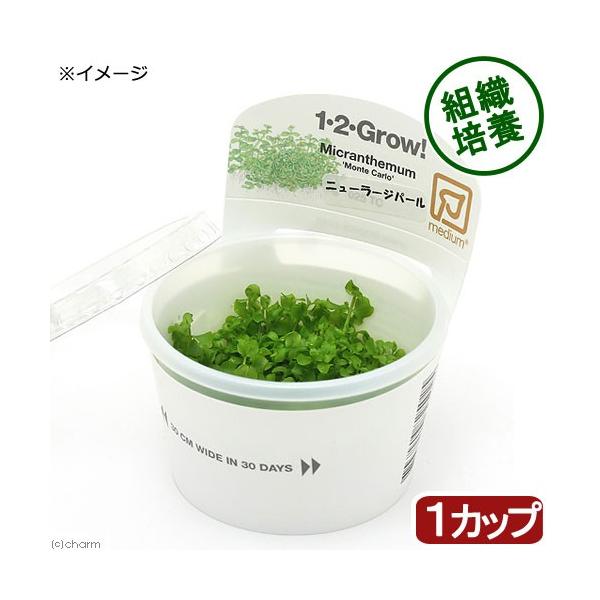 PF_SPQ　熱帯魚　_wp　_aqua　all_plants　ラージパールグラス　wp_kywrd　20160817　ＡＴ　トロピカ　ワンツーグロウ　ニューパール　組織培養　カップ　wp_soshiki　mericlone_plants　...