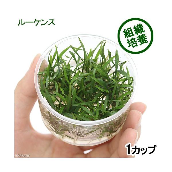 PF_SPQ　_aqua水草　クリプトコリネ　ルーケンス　サトイモ科　Ａｒａｃｅａｅ　クリプトコリネ属　Ｃｒｙｐｔｏｃｏｒｙｎｅ　ｌｕｃｅｎｓ　Cryptcoryne_lucens　20160829　ＹＳ　wp_soshiki　mericl...