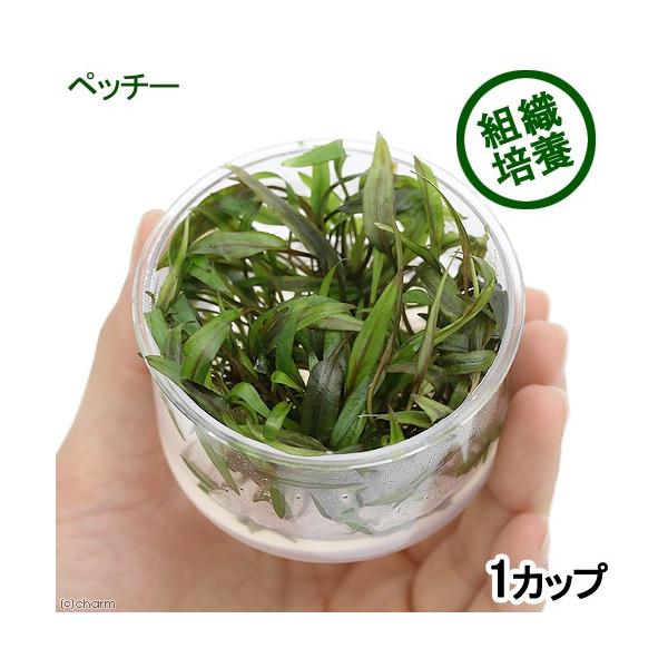 ijgD|{@NvgRl@yb`[i_jiPJbvj@kCEBq֗vۉ