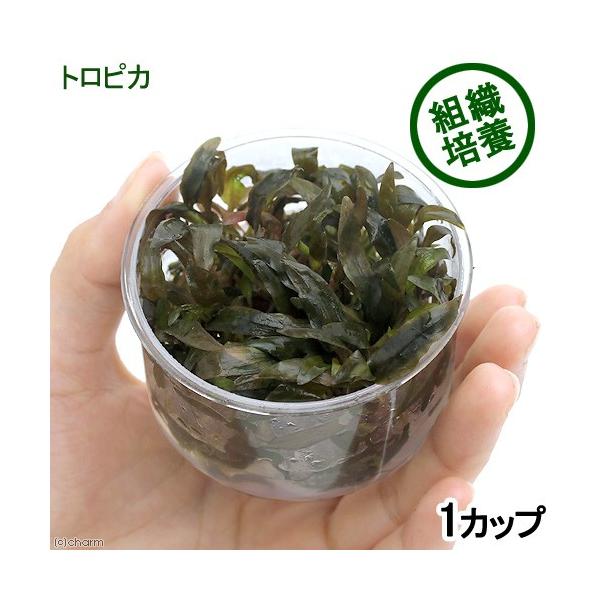 PF_SPQ　_aqua　水草　クリプトコリネ　ウェンティ　トロピカ　サトイモ科　Ａｒａｃｅａｅ　クリプトコリネ属　Ｃｒｙｐｔｏｃｏｒｙｎｅ　wｅｎｄｔｉｉ　“ｔｒｏｐｉｃａ”　20160829　Ｙs　wp_soshiki　mericlon...