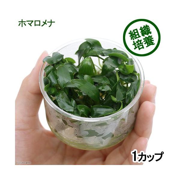 チャーム（charm） （水草）組織培養 ホマロメナsp．南スカダウ産