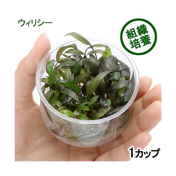 ijgD|{@NvgRl@EBV[i_jiPJbvj@kCEBq֗vۉ